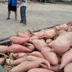 河南万亩红薯基地、块大口味甜、现收 现挖质量