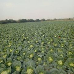 新野县甘兰基地，望光大客户抓紧采购