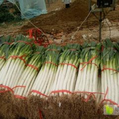 新野县是大葱基地，有十万亩大葱