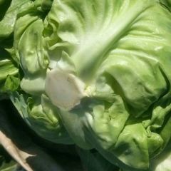 优质大棚甘蓝大量供应欢迎联系