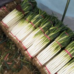 樊集大葱具有品质优良，口感好等特点