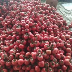 费县西红柿硬粉，质优价廉，以质论价