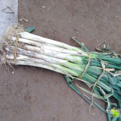 长白大葱大量上市