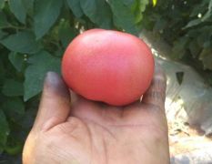 硬粉西红柿主产区大量供应