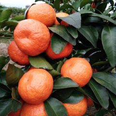 永福富硒沙糖桔大量上市