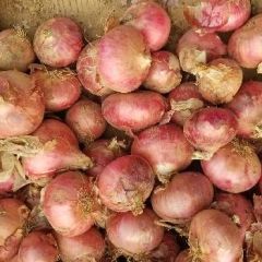 大量出售聊城二红洋葱