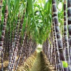 黑皮甘蔗甜、长、大