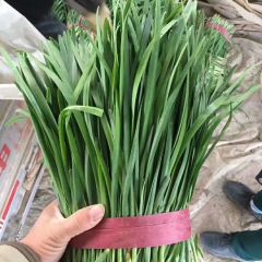 聊城莘县张寨镇韭菜畅销大江南北,邱洪信诚求合作