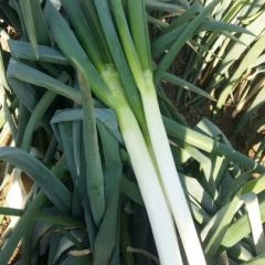 2019年平度铁杆大葱火热上市