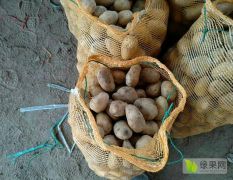 常年供应1-3的2-4荷兰十五土豆