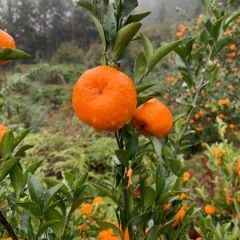 南丰蜜橘库存果3.5到5公分，果色红，甜度好。