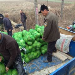 长年代办各种蔬菜，甘兰，白菜，洋葱，大葱