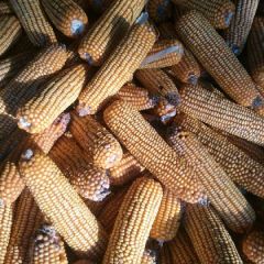 优质角质玉米宝玉龙L2