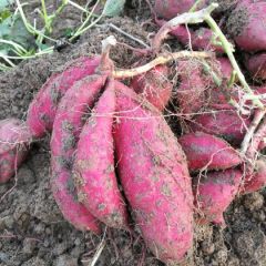 福建漳州漳浦六鳌红蜜薯