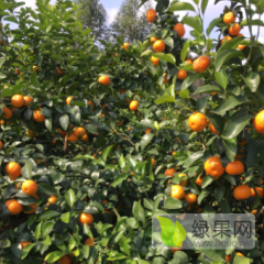 广西桂林苏桥大量沙糖桔上市