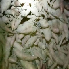 种植基地 龙薯九号 少量商薯19