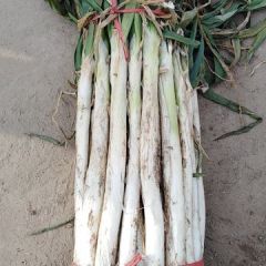 平邑县长白大葱大量上市