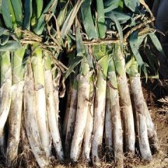 平邑县铁杆大葱大量上市