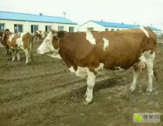 山西省忻州市西门塔尔牛场牛犊直销