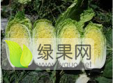 韩国黄心白菜6-8斤 净菜 0.18元