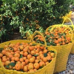 广西沙糖桔38¥8斤装包邮