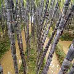 甘蔗，黑皮甘蔗产地，广西甘蔗产地