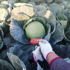 本处是四川省最大的甘蓝产地