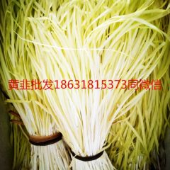 河北特产黄韭大量上市有需要的朋友联系