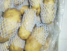 有大量冷库土豆出售