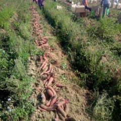 广东惠来沿海的沙质土最为适应种植蕃薯(地瓜)