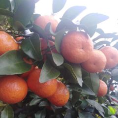 大量供应清远沙糖桔，自家种植，包甜
