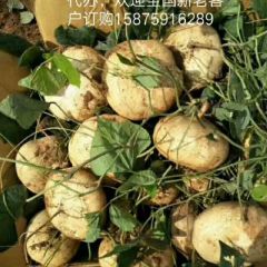 广东省湛江市客路镇凉薯红薯代办