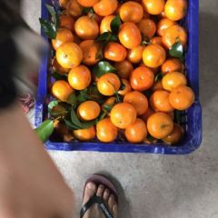 优良沙糖桔皮薄肉脆甜美，皮光鲜亮