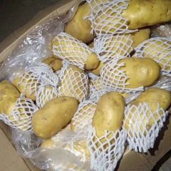 山东冷库荷兰十五优质货源火热抢购中