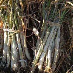 天津宝坻出售长白干葱