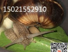 光亮大蜗牛/法国蜗牛、白玉蜗牛 蜗牛养殖基地直供