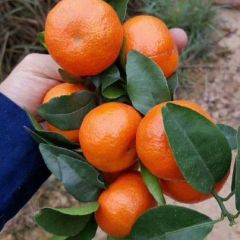 崇左市江州区左州镇沙糖桔3.5到5.5