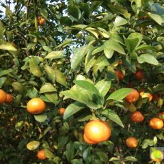 广西玉林市博白县砂糖桔己开始上市