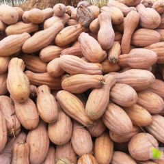 金韩蜜本南瓜，蜜本南瓜