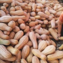 金韩蜜本南瓜，河南省邓州市