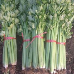 2019宁阳芹菜走过路过不要错过