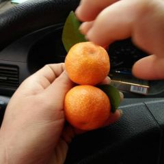 我县现大量沙糖桔上市