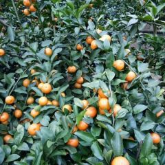 香甜天然沙糖桔