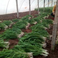 雪中韭菜 量大品好!