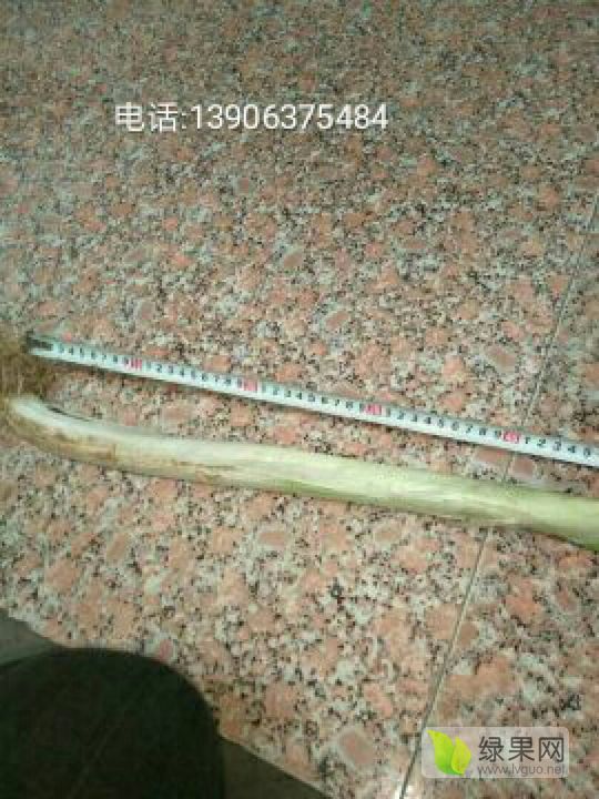 2018年山东滕州铁杆大葱价格