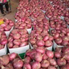供应|：金乡冷库红皮洋葱-目前洋葱大掉价