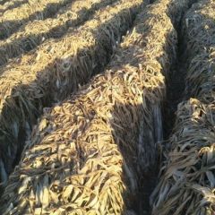 自家存储优质长白大葱货好价低