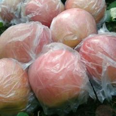 山西冰糖心红富士苹果大量出库。