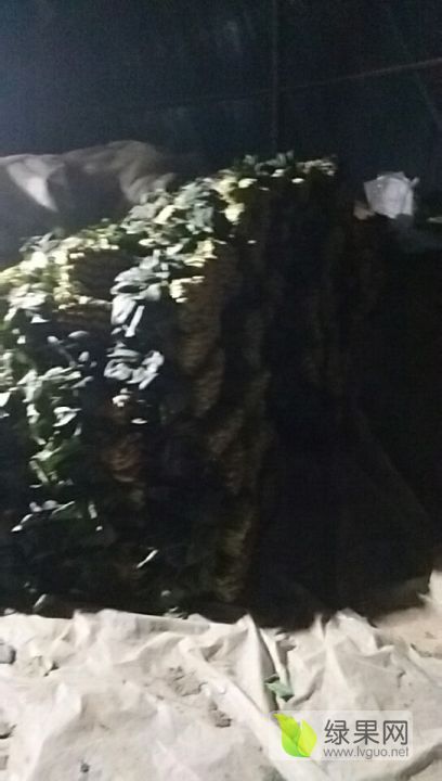 2019年山东东昌府大叶菠菜价格