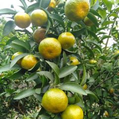 青香橘，纯甜清香，甜而不腻